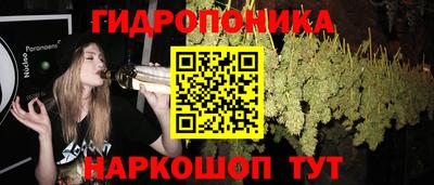 прущие крисы Кингисепп